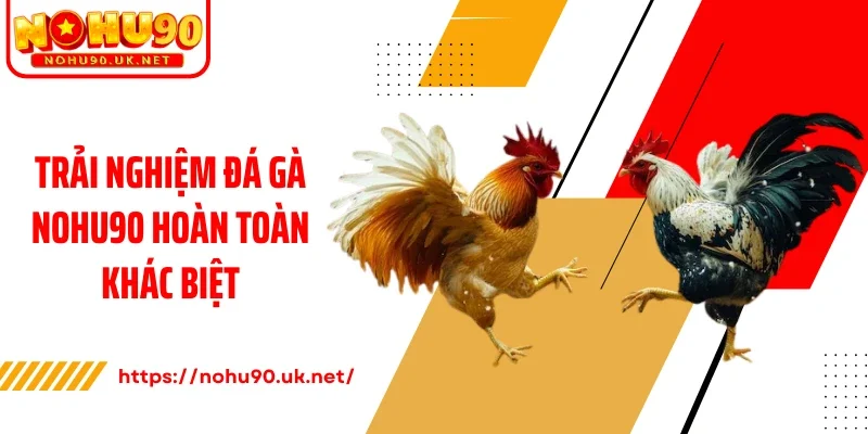 Trải nghiệm đá gà Nohu90 hoàn toàn khác biệt