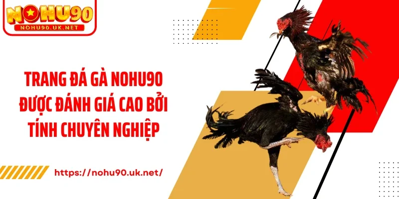 Trang đá gà Nohu90 được đánh giá cao bởi tính chuyên nghiệp